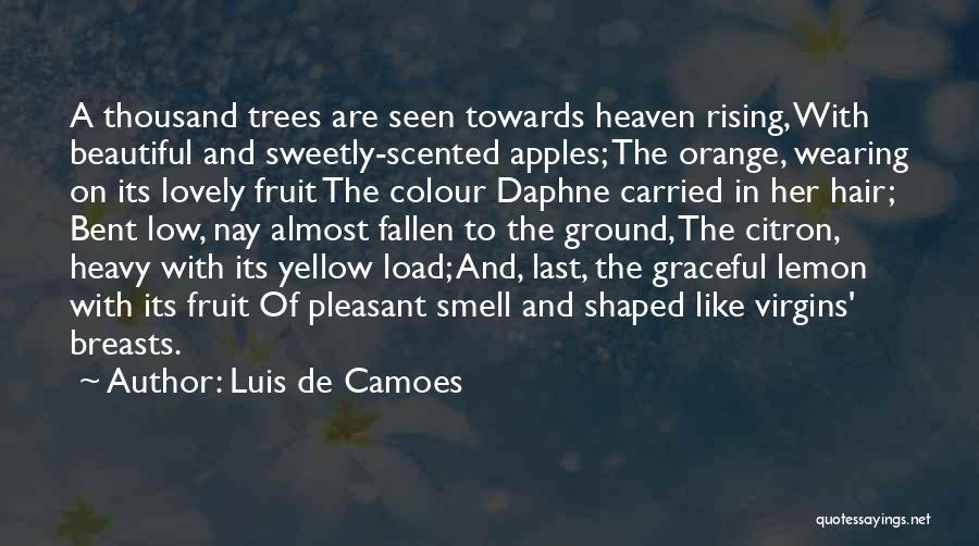 Luis De Camoes Quotes: A Thousand Trees Are Seen Towards Heaven Rising, With Beautiful And Sweetly-scented Apples; The Orange, Wearing On Its Lovely Fruit