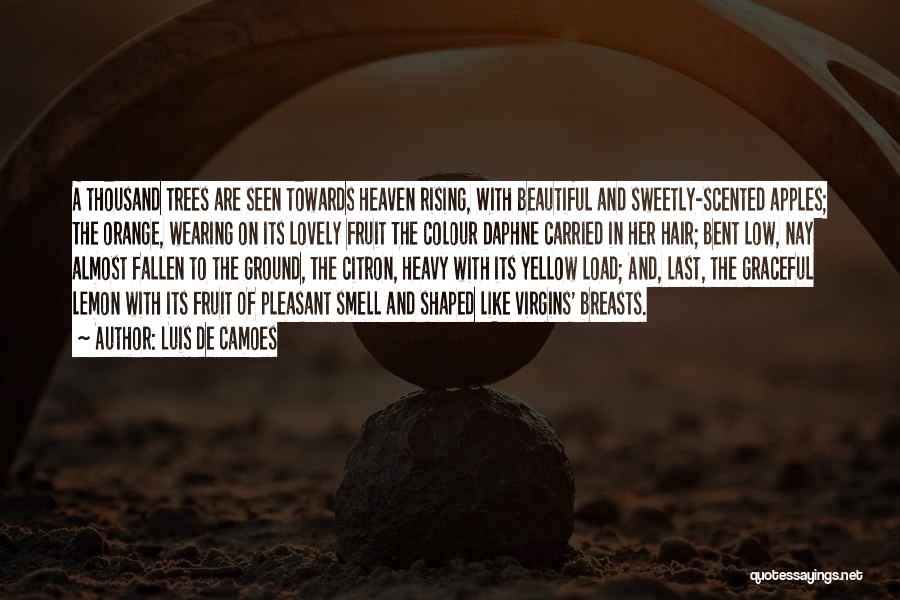 Luis De Camoes Quotes: A Thousand Trees Are Seen Towards Heaven Rising, With Beautiful And Sweetly-scented Apples; The Orange, Wearing On Its Lovely Fruit