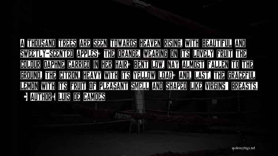 Luis De Camoes Quotes: A Thousand Trees Are Seen Towards Heaven Rising, With Beautiful And Sweetly-scented Apples; The Orange, Wearing On Its Lovely Fruit