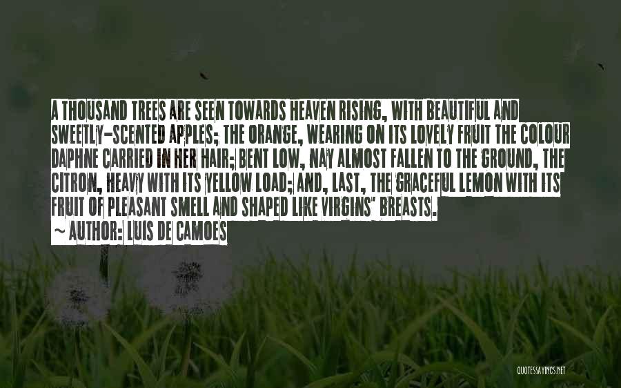 Luis De Camoes Quotes: A Thousand Trees Are Seen Towards Heaven Rising, With Beautiful And Sweetly-scented Apples; The Orange, Wearing On Its Lovely Fruit