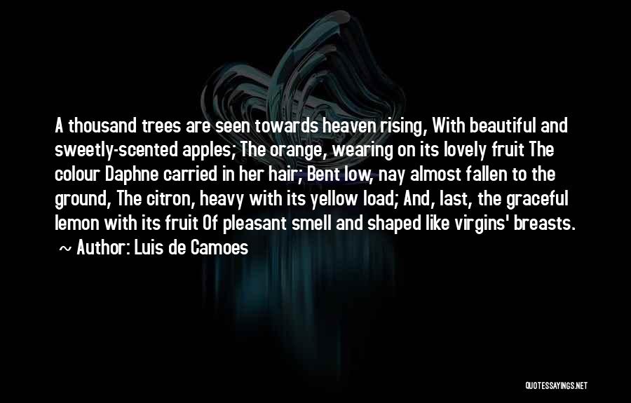 Luis De Camoes Quotes: A Thousand Trees Are Seen Towards Heaven Rising, With Beautiful And Sweetly-scented Apples; The Orange, Wearing On Its Lovely Fruit