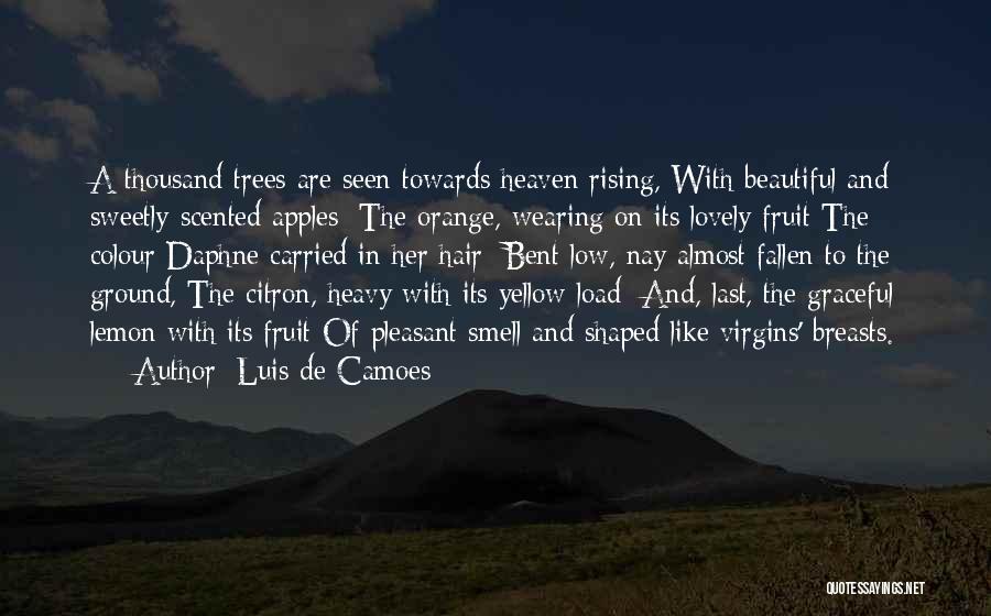 Luis De Camoes Quotes: A Thousand Trees Are Seen Towards Heaven Rising, With Beautiful And Sweetly-scented Apples; The Orange, Wearing On Its Lovely Fruit