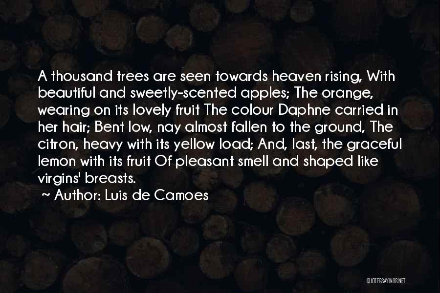 Luis De Camoes Quotes: A Thousand Trees Are Seen Towards Heaven Rising, With Beautiful And Sweetly-scented Apples; The Orange, Wearing On Its Lovely Fruit