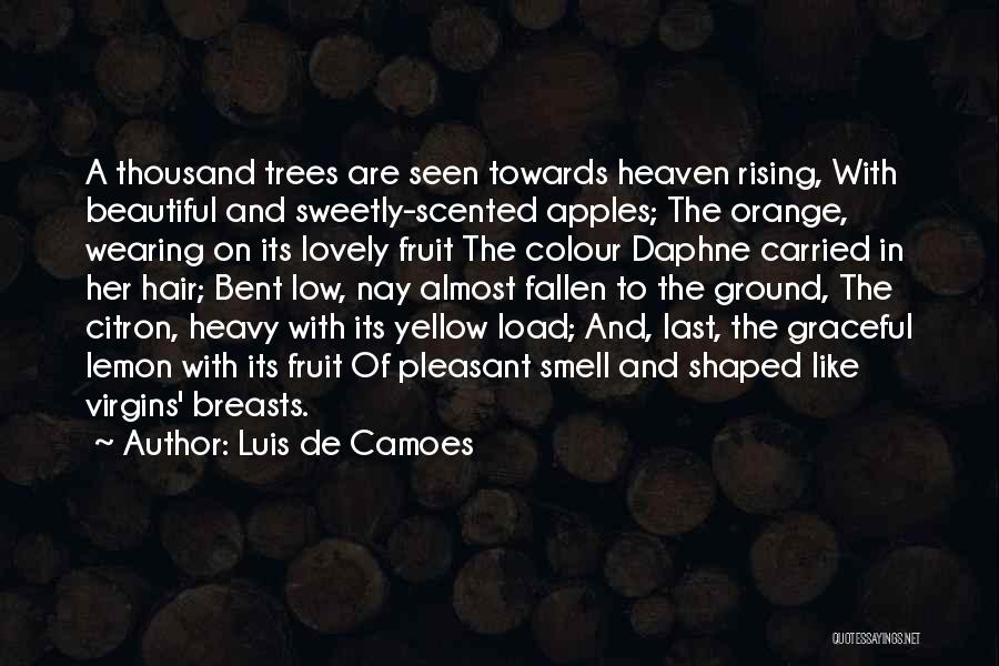 Luis De Camoes Quotes: A Thousand Trees Are Seen Towards Heaven Rising, With Beautiful And Sweetly-scented Apples; The Orange, Wearing On Its Lovely Fruit