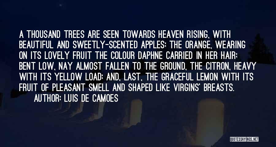 Luis De Camoes Quotes: A Thousand Trees Are Seen Towards Heaven Rising, With Beautiful And Sweetly-scented Apples; The Orange, Wearing On Its Lovely Fruit