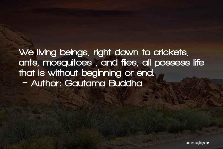 Gautama Buddha Quotes: We Living Beings, Right Down To Crickets, Ants, Mosquitoes , And Flies, All Possess Life That Is Without Beginning Or