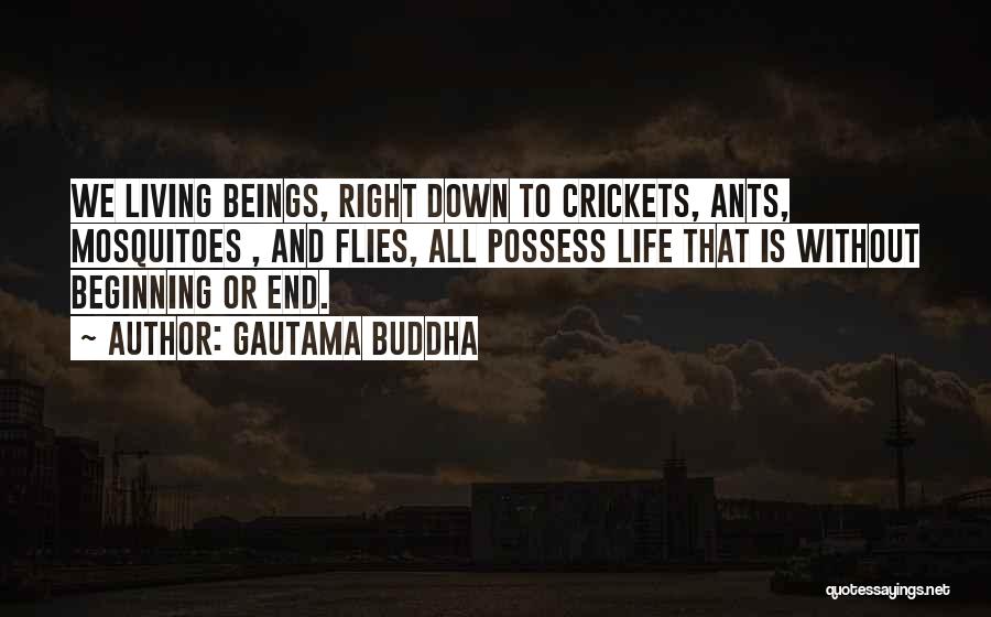 Gautama Buddha Quotes: We Living Beings, Right Down To Crickets, Ants, Mosquitoes , And Flies, All Possess Life That Is Without Beginning Or