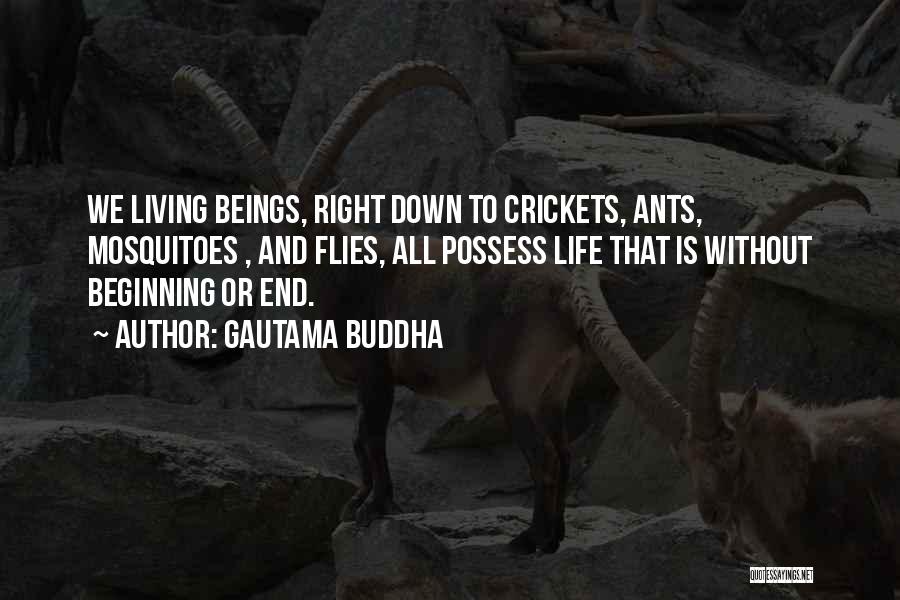 Gautama Buddha Quotes: We Living Beings, Right Down To Crickets, Ants, Mosquitoes , And Flies, All Possess Life That Is Without Beginning Or