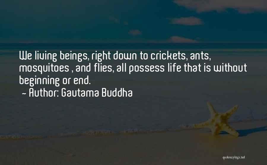 Gautama Buddha Quotes: We Living Beings, Right Down To Crickets, Ants, Mosquitoes , And Flies, All Possess Life That Is Without Beginning Or