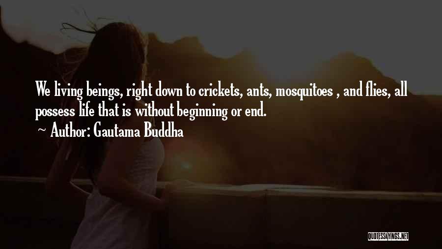 Gautama Buddha Quotes: We Living Beings, Right Down To Crickets, Ants, Mosquitoes , And Flies, All Possess Life That Is Without Beginning Or