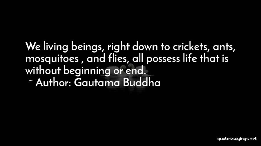 Gautama Buddha Quotes: We Living Beings, Right Down To Crickets, Ants, Mosquitoes , And Flies, All Possess Life That Is Without Beginning Or