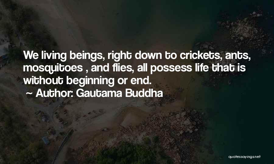 Gautama Buddha Quotes: We Living Beings, Right Down To Crickets, Ants, Mosquitoes , And Flies, All Possess Life That Is Without Beginning Or