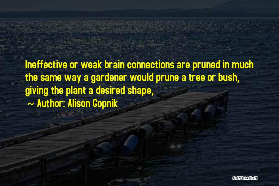 Alison Gopnik Quotes: Ineffective Or Weak Brain Connections Are Pruned In Much The Same Way A Gardener Would Prune A Tree Or Bush,