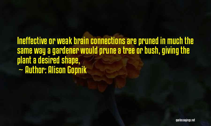 Alison Gopnik Quotes: Ineffective Or Weak Brain Connections Are Pruned In Much The Same Way A Gardener Would Prune A Tree Or Bush,