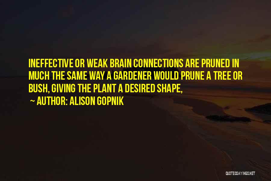 Alison Gopnik Quotes: Ineffective Or Weak Brain Connections Are Pruned In Much The Same Way A Gardener Would Prune A Tree Or Bush,