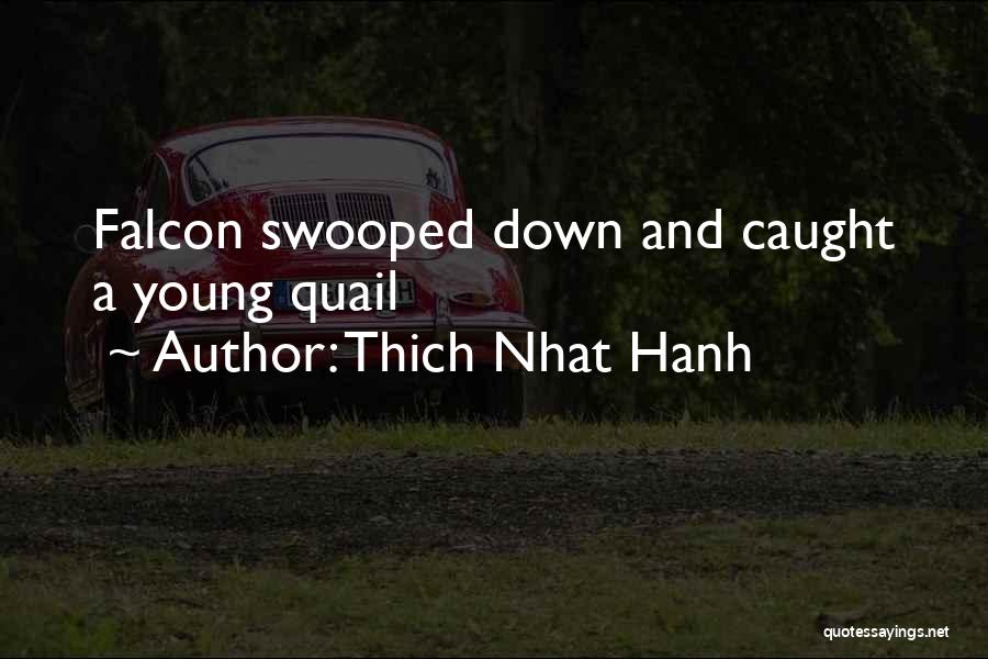Thich Nhat Hanh Quotes: Falcon Swooped Down And Caught A Young Quail