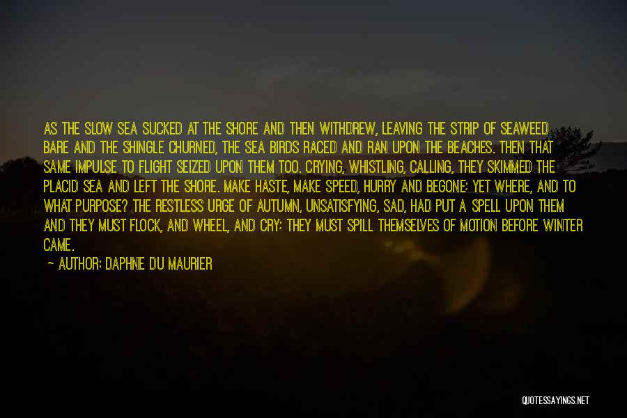 Daphne Du Maurier Quotes: As The Slow Sea Sucked At The Shore And Then Withdrew, Leaving The Strip Of Seaweed Bare And The Shingle