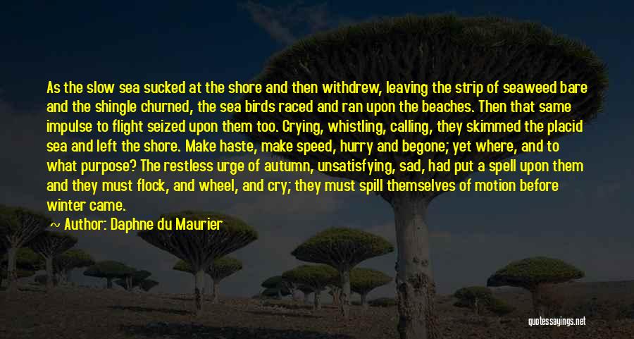 Daphne Du Maurier Quotes: As The Slow Sea Sucked At The Shore And Then Withdrew, Leaving The Strip Of Seaweed Bare And The Shingle