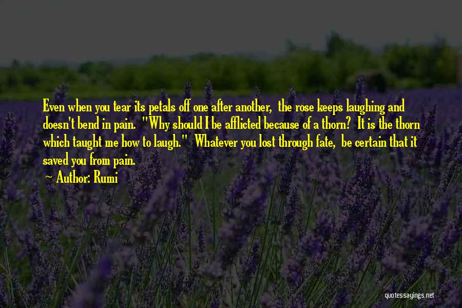 Rumi Quotes: Even When You Tear Its Petals Off One After Another, The Rose Keeps Laughing And Doesn't Bend In Pain. Why