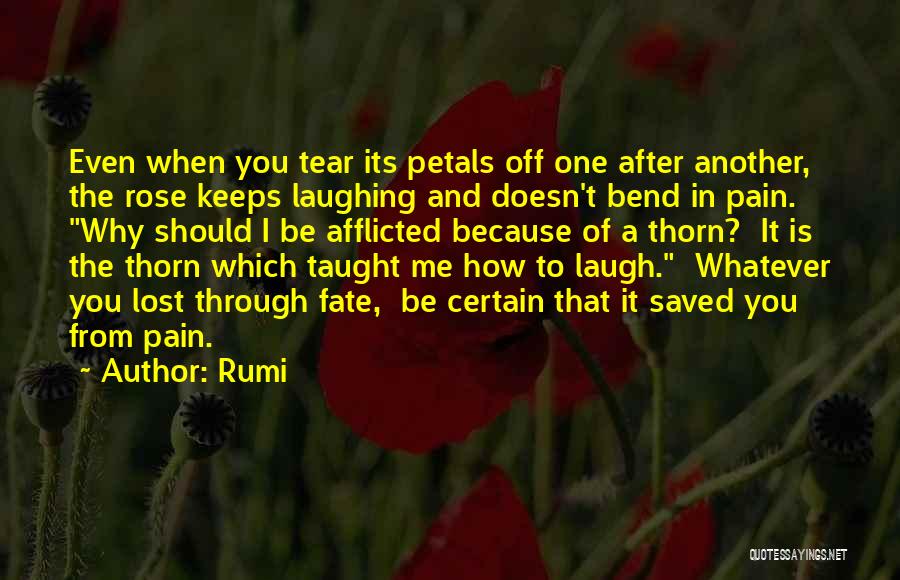 Rumi Quotes: Even When You Tear Its Petals Off One After Another, The Rose Keeps Laughing And Doesn't Bend In Pain. Why