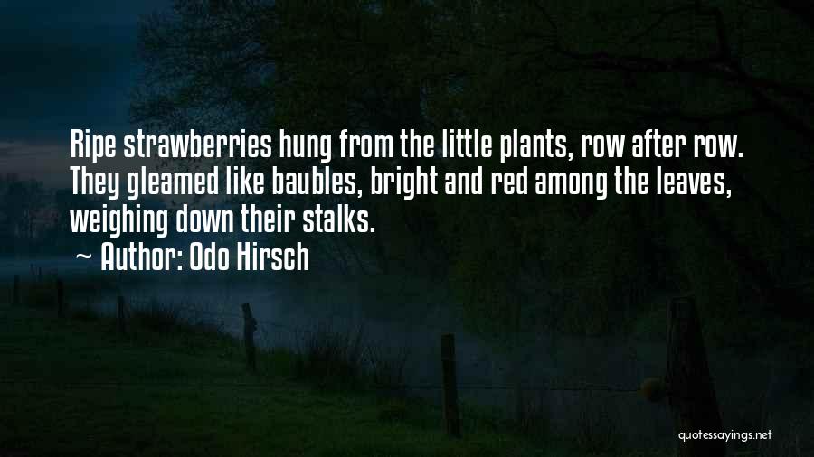 Odo Hirsch Quotes: Ripe Strawberries Hung From The Little Plants, Row After Row. They Gleamed Like Baubles, Bright And Red Among The Leaves,