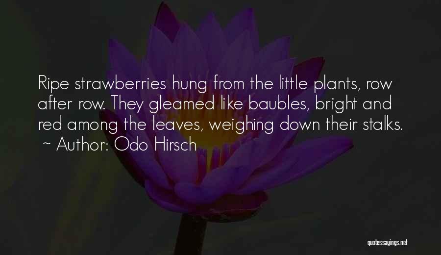 Odo Hirsch Quotes: Ripe Strawberries Hung From The Little Plants, Row After Row. They Gleamed Like Baubles, Bright And Red Among The Leaves,