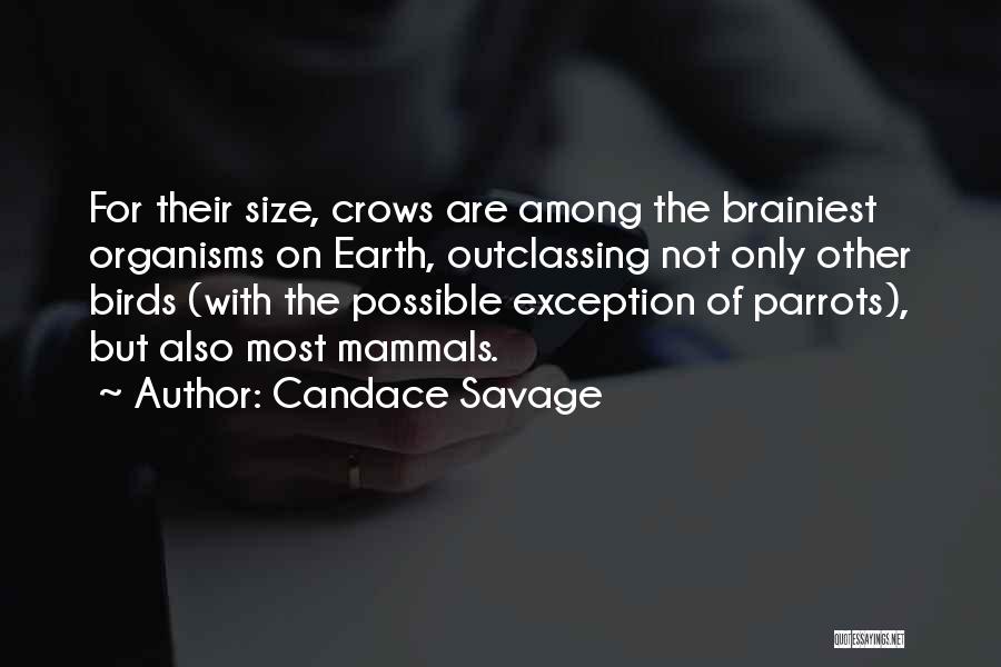 Candace Savage Quotes: For Their Size, Crows Are Among The Brainiest Organisms On Earth, Outclassing Not Only Other Birds (with The Possible Exception