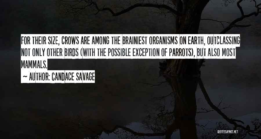 Candace Savage Quotes: For Their Size, Crows Are Among The Brainiest Organisms On Earth, Outclassing Not Only Other Birds (with The Possible Exception