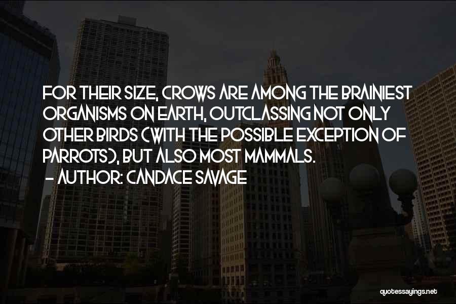 Candace Savage Quotes: For Their Size, Crows Are Among The Brainiest Organisms On Earth, Outclassing Not Only Other Birds (with The Possible Exception