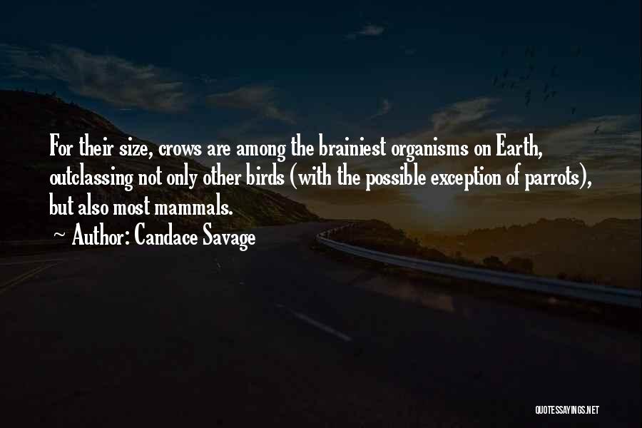 Candace Savage Quotes: For Their Size, Crows Are Among The Brainiest Organisms On Earth, Outclassing Not Only Other Birds (with The Possible Exception