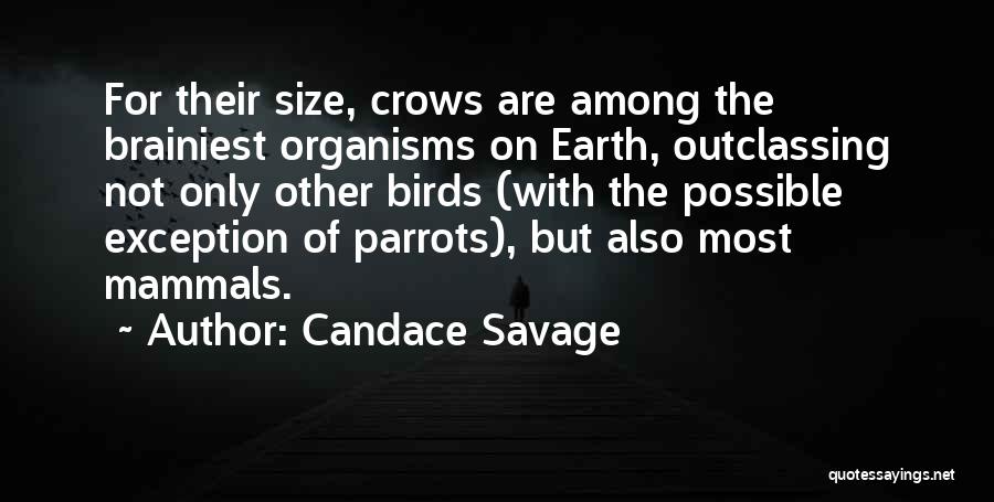 Candace Savage Quotes: For Their Size, Crows Are Among The Brainiest Organisms On Earth, Outclassing Not Only Other Birds (with The Possible Exception