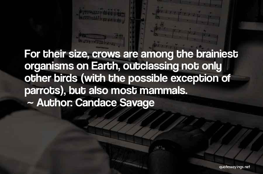 Candace Savage Quotes: For Their Size, Crows Are Among The Brainiest Organisms On Earth, Outclassing Not Only Other Birds (with The Possible Exception