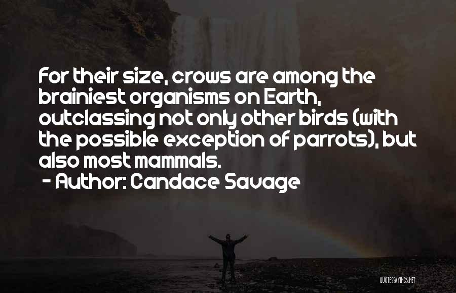 Candace Savage Quotes: For Their Size, Crows Are Among The Brainiest Organisms On Earth, Outclassing Not Only Other Birds (with The Possible Exception