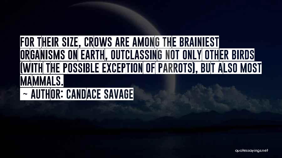 Candace Savage Quotes: For Their Size, Crows Are Among The Brainiest Organisms On Earth, Outclassing Not Only Other Birds (with The Possible Exception