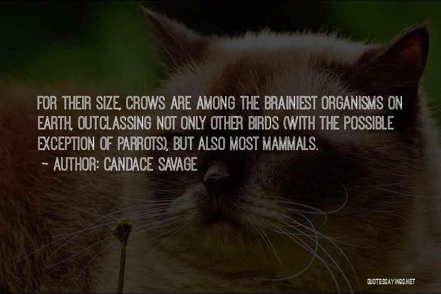 Candace Savage Quotes: For Their Size, Crows Are Among The Brainiest Organisms On Earth, Outclassing Not Only Other Birds (with The Possible Exception