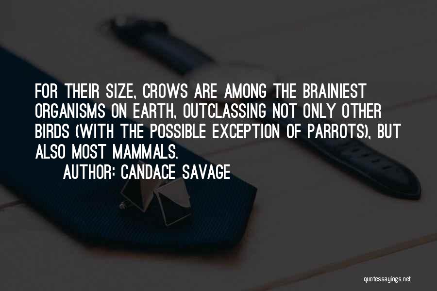 Candace Savage Quotes: For Their Size, Crows Are Among The Brainiest Organisms On Earth, Outclassing Not Only Other Birds (with The Possible Exception