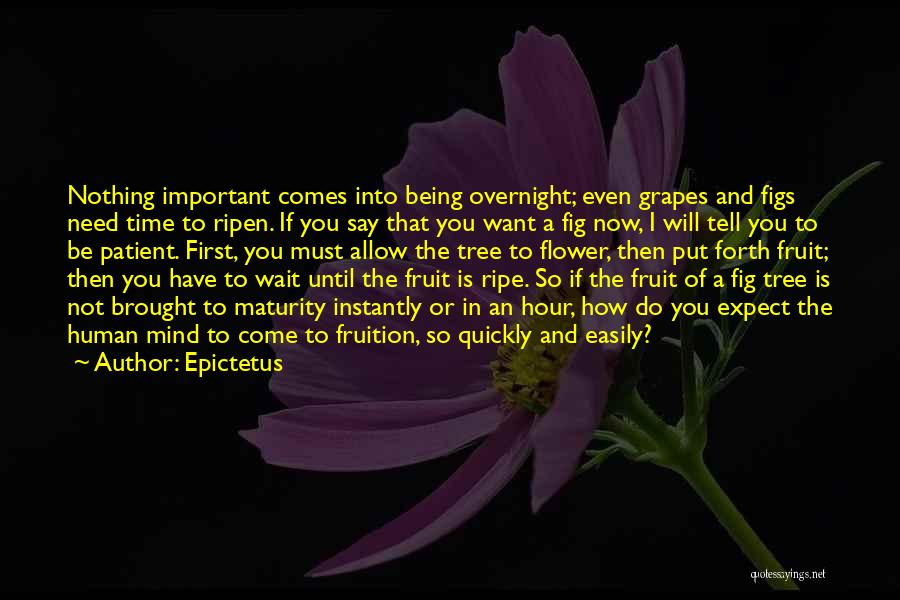 Epictetus Quotes: Nothing Important Comes Into Being Overnight; Even Grapes And Figs Need Time To Ripen. If You Say That You Want