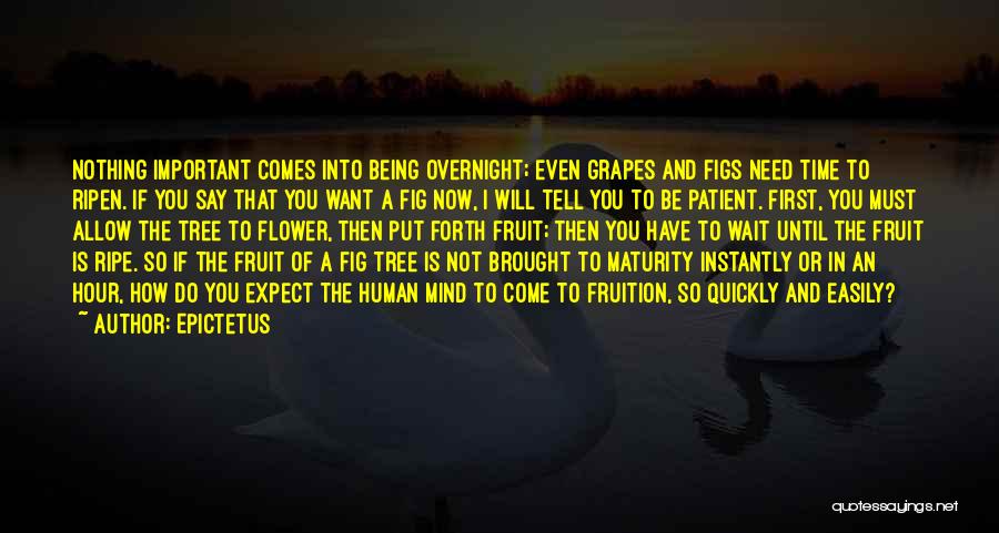 Epictetus Quotes: Nothing Important Comes Into Being Overnight; Even Grapes And Figs Need Time To Ripen. If You Say That You Want