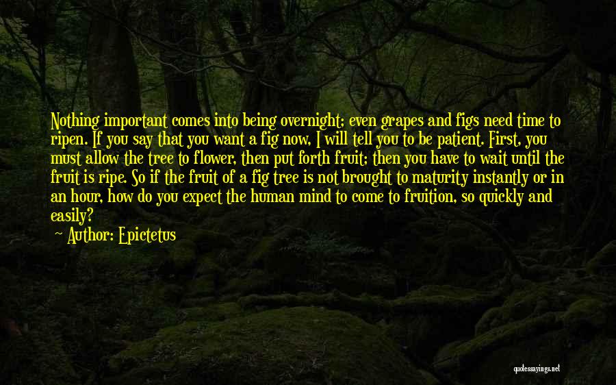 Epictetus Quotes: Nothing Important Comes Into Being Overnight; Even Grapes And Figs Need Time To Ripen. If You Say That You Want