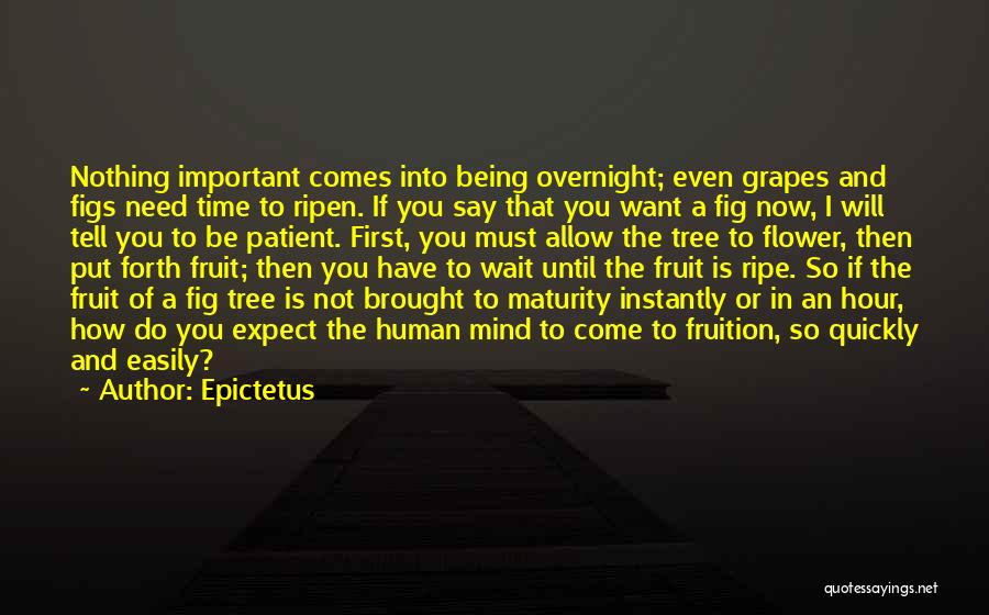 Epictetus Quotes: Nothing Important Comes Into Being Overnight; Even Grapes And Figs Need Time To Ripen. If You Say That You Want