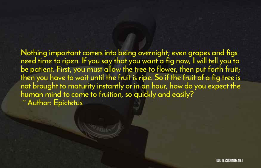 Epictetus Quotes: Nothing Important Comes Into Being Overnight; Even Grapes And Figs Need Time To Ripen. If You Say That You Want