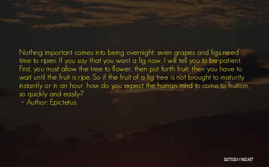 Epictetus Quotes: Nothing Important Comes Into Being Overnight; Even Grapes And Figs Need Time To Ripen. If You Say That You Want