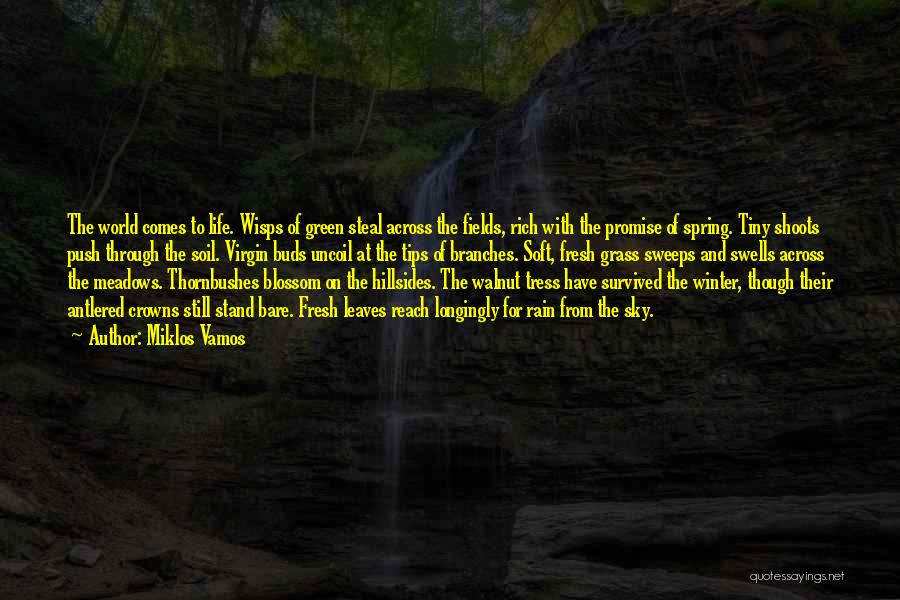 Miklos Vamos Quotes: The World Comes To Life. Wisps Of Green Steal Across The Fields, Rich With The Promise Of Spring. Tiny Shoots