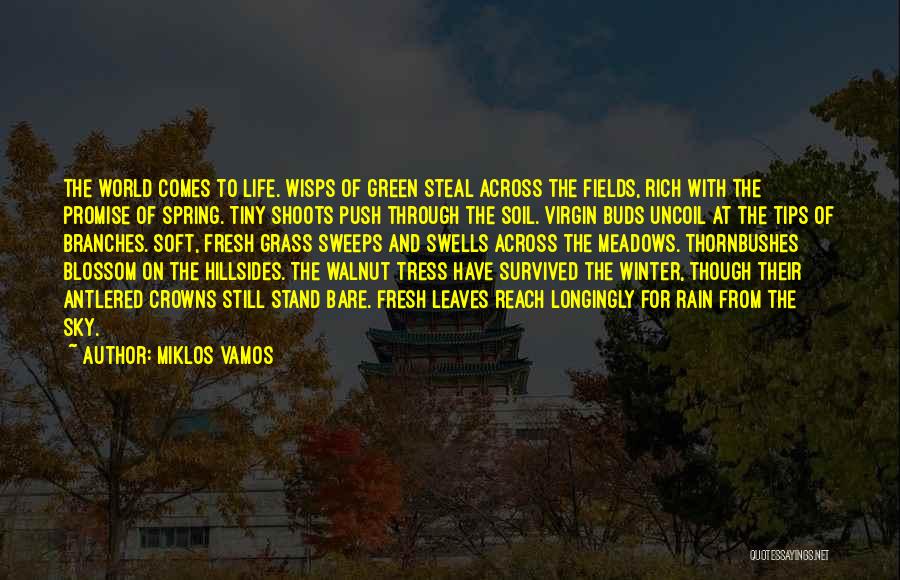 Miklos Vamos Quotes: The World Comes To Life. Wisps Of Green Steal Across The Fields, Rich With The Promise Of Spring. Tiny Shoots