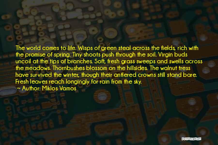 Miklos Vamos Quotes: The World Comes To Life. Wisps Of Green Steal Across The Fields, Rich With The Promise Of Spring. Tiny Shoots