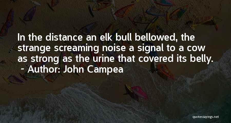 John Campea Quotes: In The Distance An Elk Bull Bellowed, The Strange Screaming Noise A Signal To A Cow As Strong As The