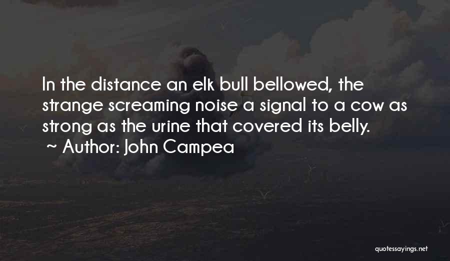 John Campea Quotes: In The Distance An Elk Bull Bellowed, The Strange Screaming Noise A Signal To A Cow As Strong As The