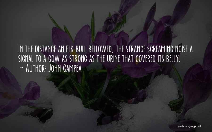 John Campea Quotes: In The Distance An Elk Bull Bellowed, The Strange Screaming Noise A Signal To A Cow As Strong As The