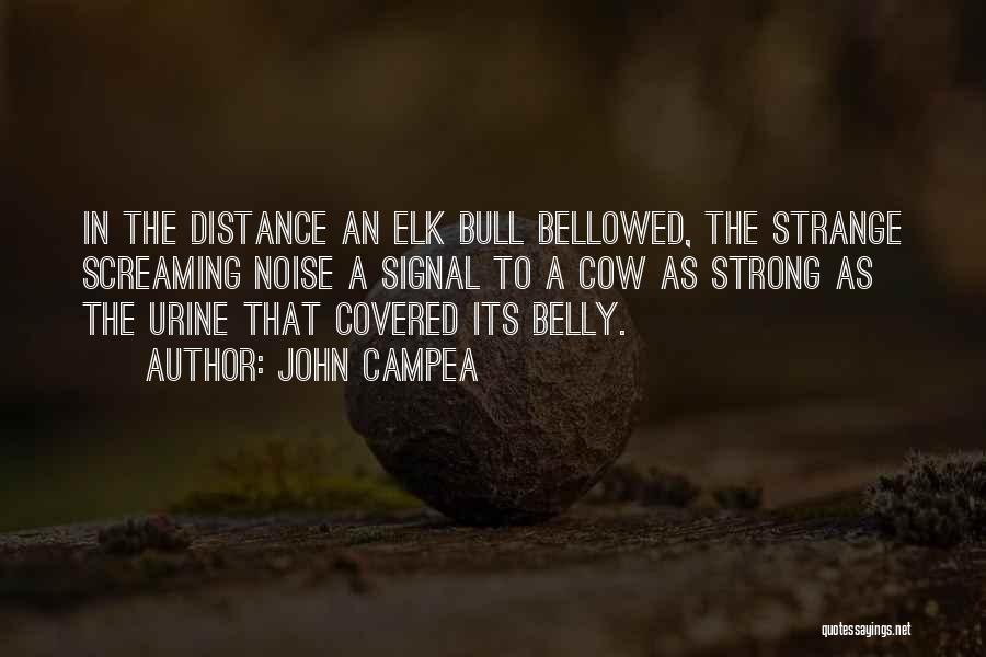 John Campea Quotes: In The Distance An Elk Bull Bellowed, The Strange Screaming Noise A Signal To A Cow As Strong As The