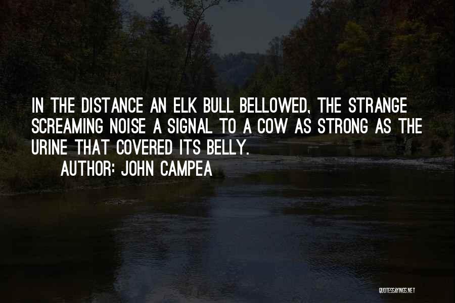 John Campea Quotes: In The Distance An Elk Bull Bellowed, The Strange Screaming Noise A Signal To A Cow As Strong As The